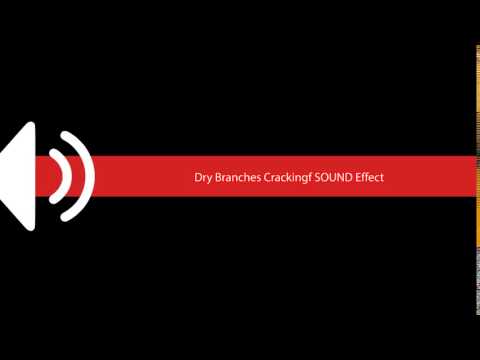 Dry Branches Crackingf SOUND Effect