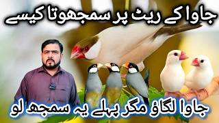Java Sparrow Prices | Birds Prices | Fawn Java Price | White Java | Silver Java | Lalukhet Birds