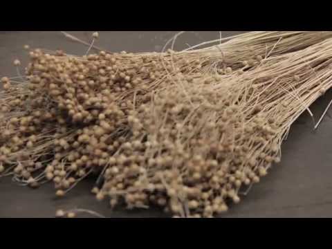 Video: Flachs: Jute Oder Flachs, Was Ist Besser? Ausrüstung Und Herstellung Von Filzisolierungen, Hersteller, Zusammensetzung Und Umfang