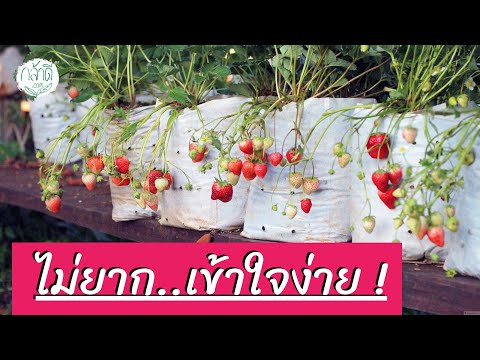 วิธีปลูกสตรอเบอรี่ | การปลูกสตรอเบอรี่ในกระถาง หรือถุงเพาะชำ (Grow Strawberries At Home )🇹🇭