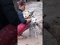 Woman Demonstrates Dog Breeding Techniques