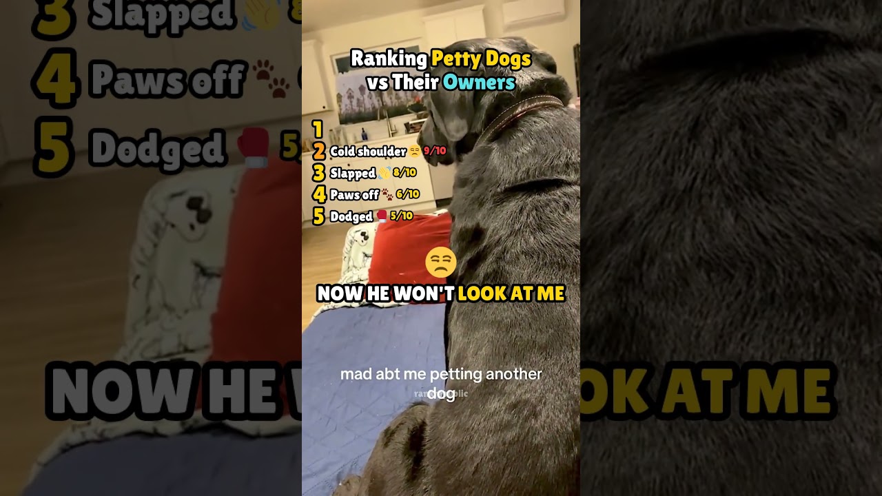 Ranking Petty Dogs Vs Owners: Who Won? #funnydogs #doglovers #shorts