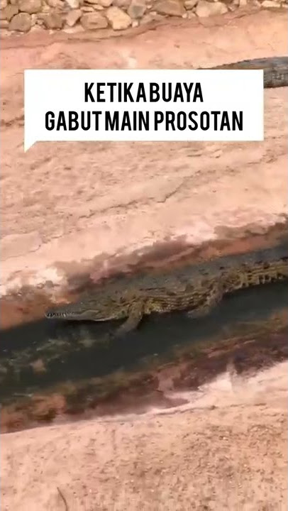 Buaya gabut main prosotan