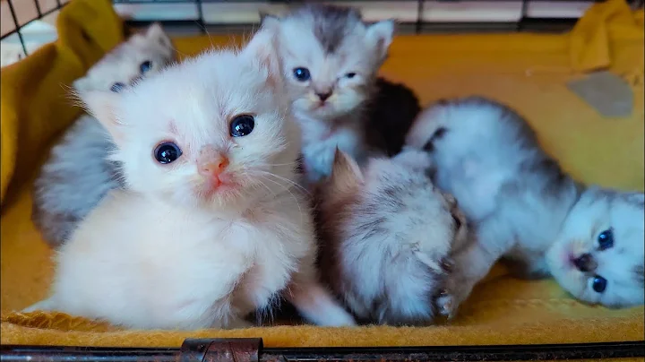 Watch the video about Ragdoll kittens grow like flowers (cute video