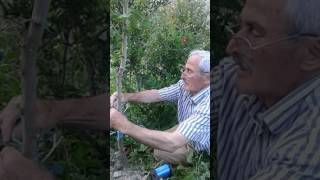 Yaprak Aşı Yapımı Ali Baba Profosyonel