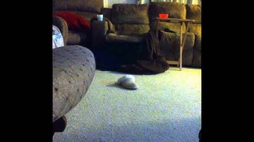 The Young Pyrex Creamy Raging