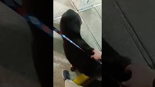 Meeting Curtis and Shorty - Tallahassee FL