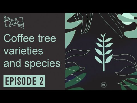 Coffee Journey | Ep 2 | Coffee Varieties and Species