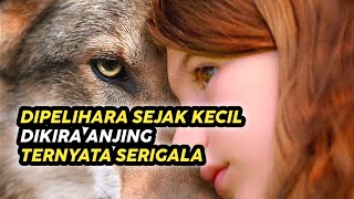 Dipelihara Sejak Masih Kecil, Dikira Anjing Ternyata Serigala | Alur cerita film terbaru