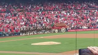 StL Cardinals Clydesdales at Opening Day 2/4/2024 Magnificent!!