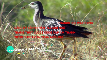 Tiếng Quốc Ngực trắng bản chuẩn mới nâng cấp ăn chim