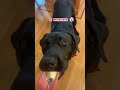 one year old LABRA