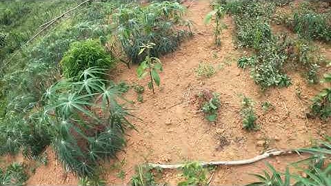 Quế giống trồng sau 6 tháng sự phát triển cây quế như thế naof