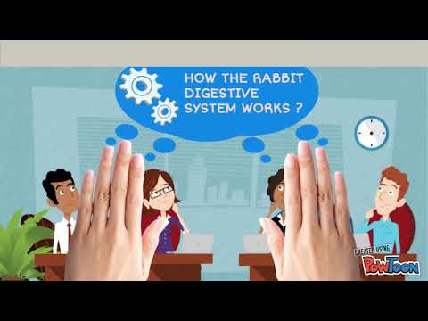 Rabbit Digestive system - YouTube