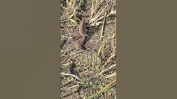 Speedy Mouse 🐭😍🐭