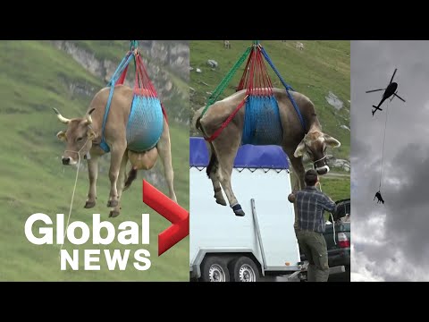 Moo-ving along: Cows fly over Swiss pastures in helicopter rescue