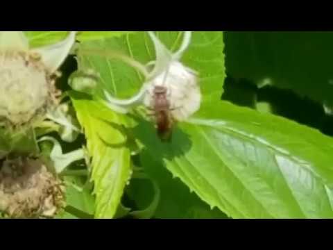 ვიდეო: პატარა ყვავილოვანი ჟოლო