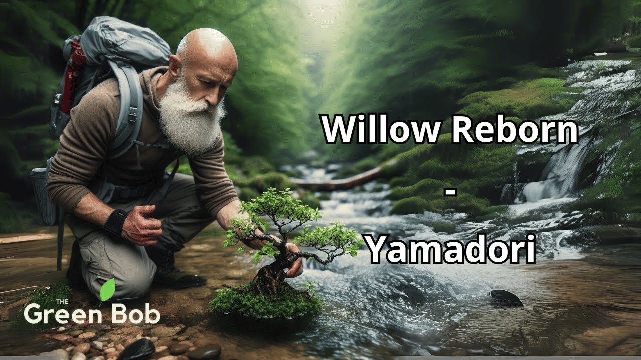 Rescuing a Washed-Up Willow: A Second Life as a Bonsai! - Yamadori