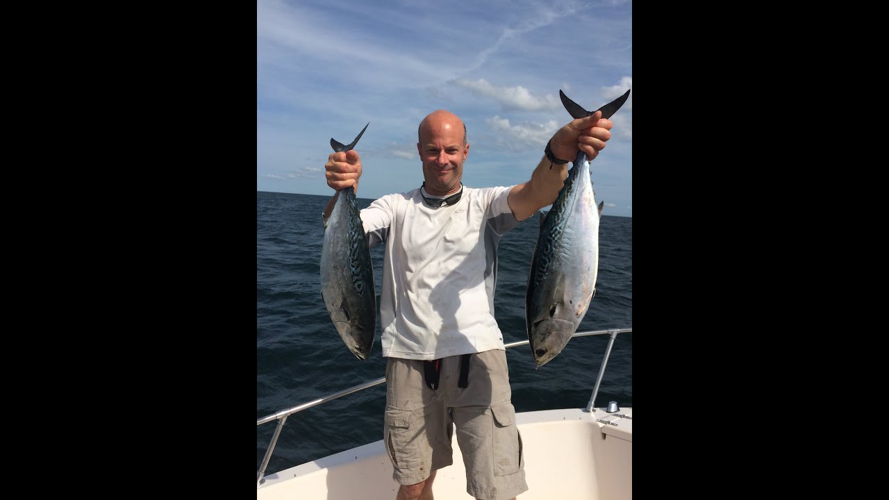 fishing tips acnl Incredible Albie Blitz in Cape Cod!