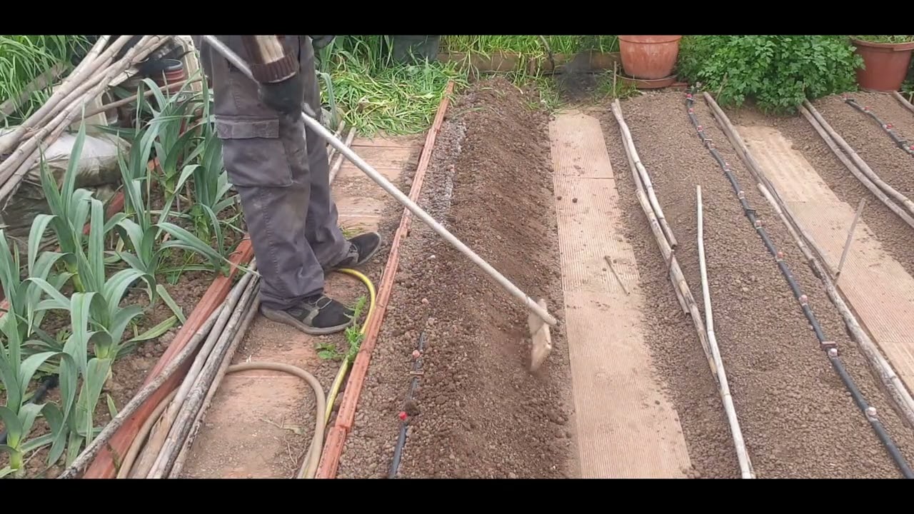 plantar las patatas en caballones