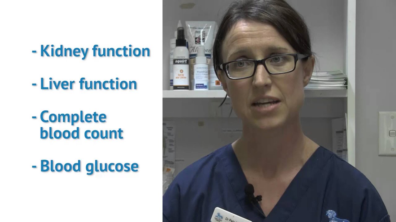 Sydney Animal Hospitals Rapid Recovery Pack