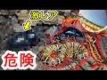 春の山で昆虫採集したら危険な生き物だらけでした！