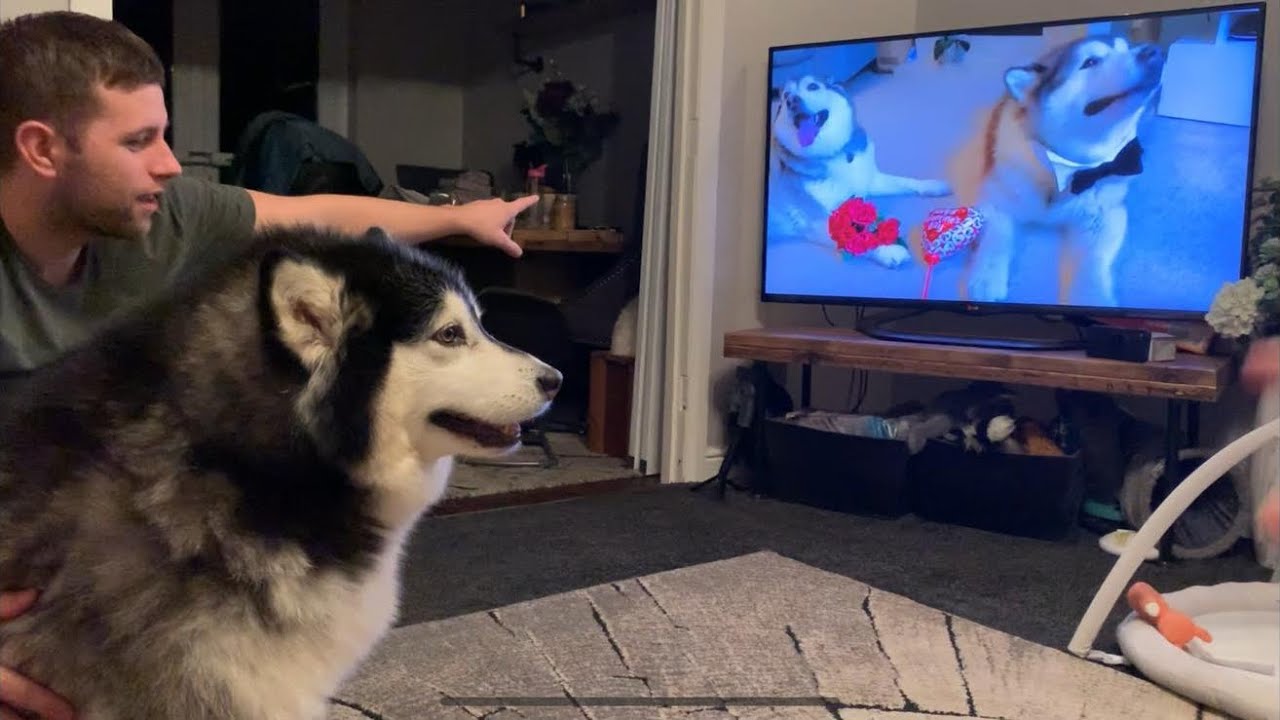 JEALOUS NIKO REACTS TO PHIL FLIRTING WITH MILLIE