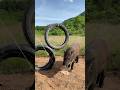 Best Unique Creative Wild Pig Trap Make From Tires Tool Working 100%#wildanimal #shortsvideo