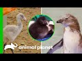 Cute Baby Birds | The Zoo