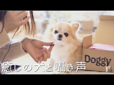 ASMR おやすみ前に犬で癒されたい人の動画/囁き声