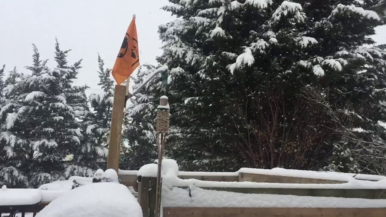 Quiet morning snowfall 2