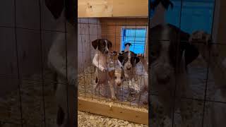 English Pointer Puppy