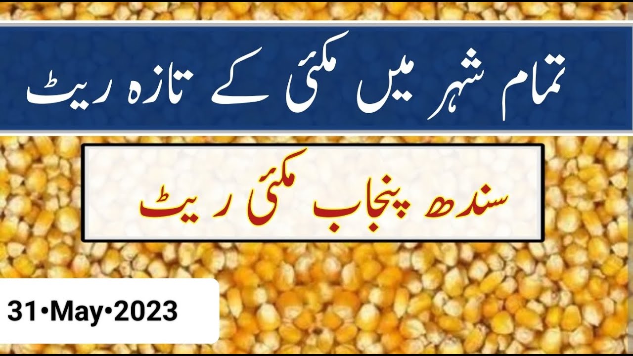 makki-price-makki-rate-today-corn-price-today-in-pakistan-makki