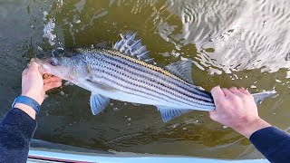 How to Catch Striped Bass (Live Bait Rig)