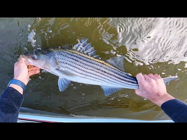 How to Catch Striped Bass (Live Bait Rig) 