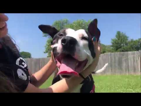 Video: Sve o špiljskim psima