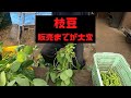 枝豆も売るのは大変です