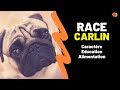 Race de chien carlin  caractristiques education caractre alimentation sant histoire