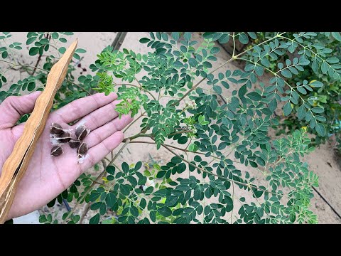 زراعة بذور المورينجا ( الشجرة المعجزة ) وفوائدها الرهيبة ومعلومات شاملة عن العناية بها