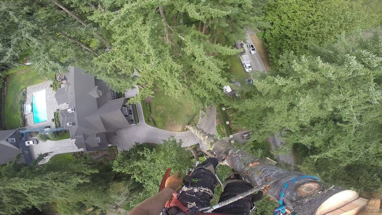 160 foot Douglas Fir Removal - YouTube