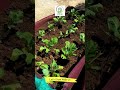 Vegetable gardening on terrace