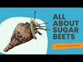 All about sugar beets 23  alberta sugar beet growers