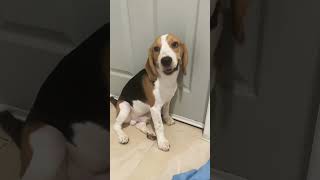 Beagle dogs EP.55 #pets #dog #cutedog #beagle