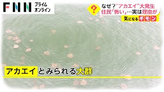 なぜ? “アカエイ”大発生　住民「怖い」...実は理由が