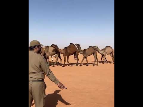 الفحل ونتاجه ضيف الله بن حجيلان المطيري