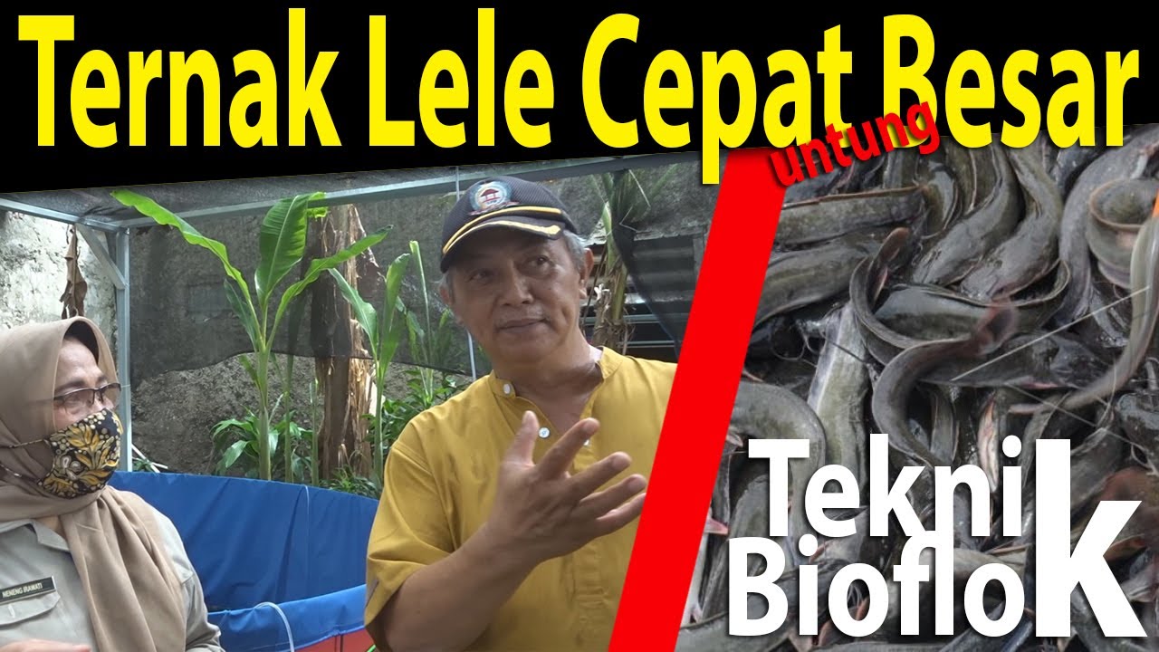 Cara Bioflok-Budidaya dan Pemasaran Ikan Lele Cepat Untung
