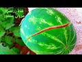 سر نجاح زراعة البطيخ ziraeat aljabis 'aw albatikh al'ahmar