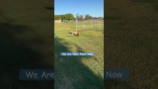 Cute Dogs Are Here Right Now Ramblin And Roamin shortsfeed fyp fypdog dogwalk