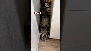 Эрик и Ватсон. Зачем он там? #cat #короткиевидео #shortsvideo