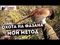 Как охотиться на фазана?\\Охота на фазана без собаки\\Славная Охота